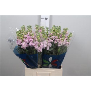 Matth Iron Cherry Bl