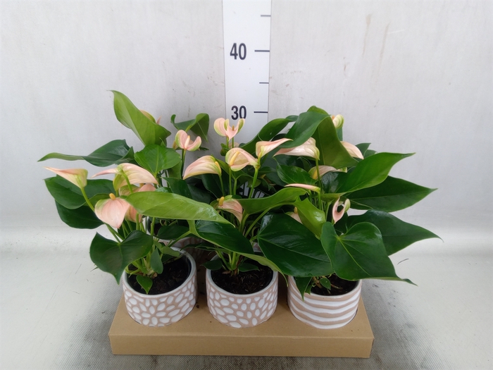 Anthurium andr. 'Joli Peach'