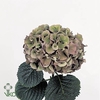 Hydrangea sibilla classic