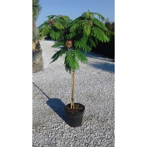 Albizia julibrissin