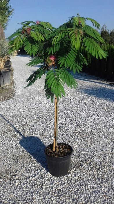 <h4>Albizia julibrissin</h4>