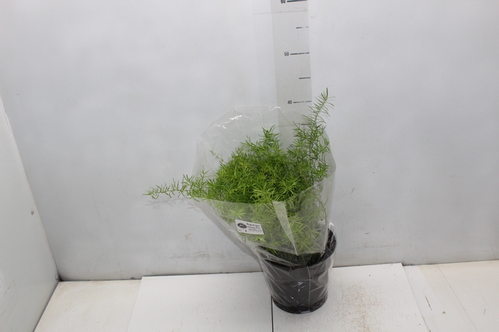 <h4>ASPARGO ALFINETE P17</h4>