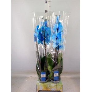 Phalaenopsis   ...