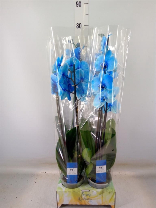 <h4>Phalaenopsis   ...</h4>