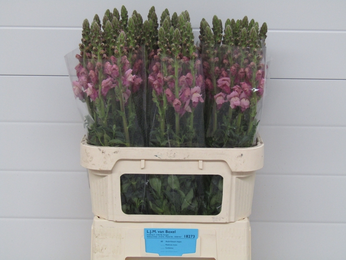 <h4>ANTIR POTO LAVEND</h4>