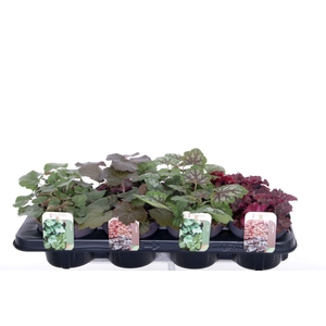 Heuchera mix