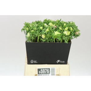 Anemone Marianne Panda