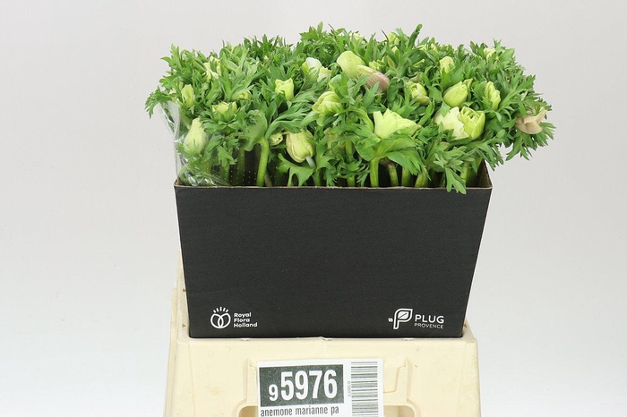 <h4>Anemone Marianne Panda</h4>