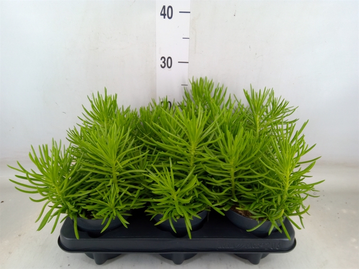 <h4>Senecio archeri 'Himalaya'</h4>