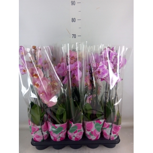 Phalaenopsis   ...rose