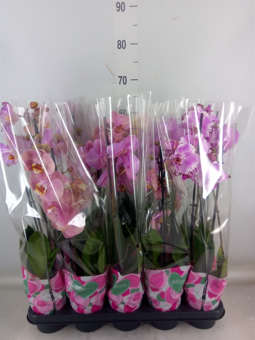 <h4>Phalaenopsis   ...rose</h4>