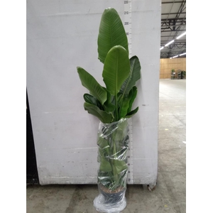 Strelitzia nicolai