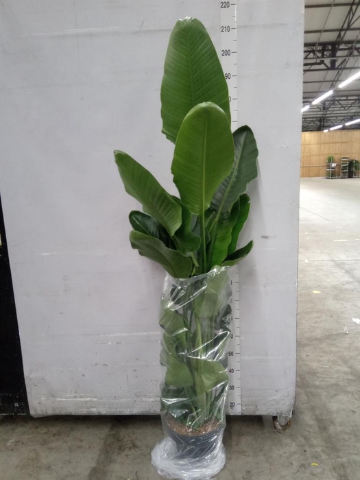 <h4>Strelitzia nicolai</h4>