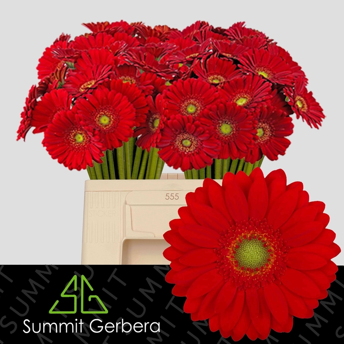 <h4>GE MI CURRY</h4>