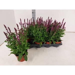 SALVIA NE SE DP ROSE