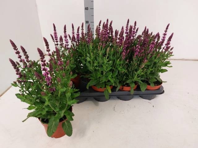 <h4>SALVIA NE SE DP ROSE</h4>