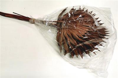 <h4>DROOG PALM SUN SPEAR VIOLET</h4>