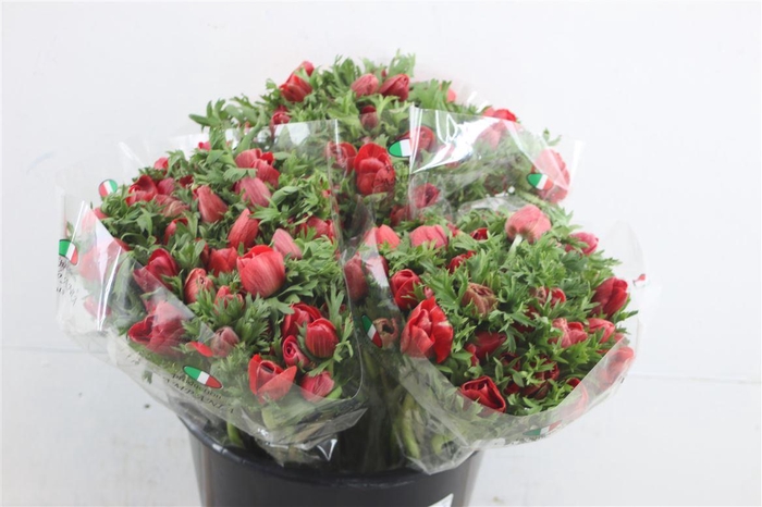 <h4>Anem Ex Red</h4>