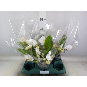 Phalaenopsis  'Muse White'