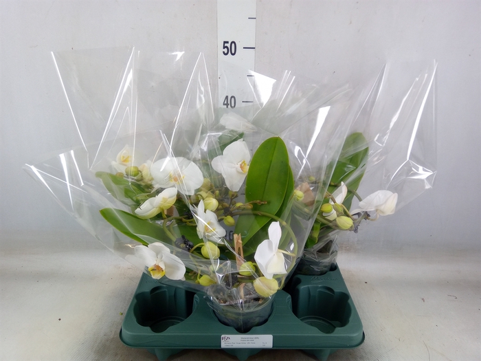 <h4>Phalaenopsis  'Muse White'</h4>