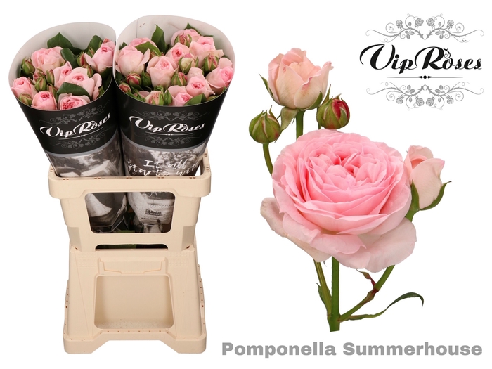 <h4>Rosa sp pomponella summerhouse</h4>