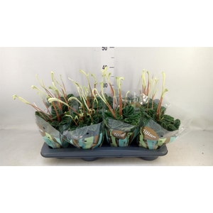 Peperomia caperata 'Lilian'