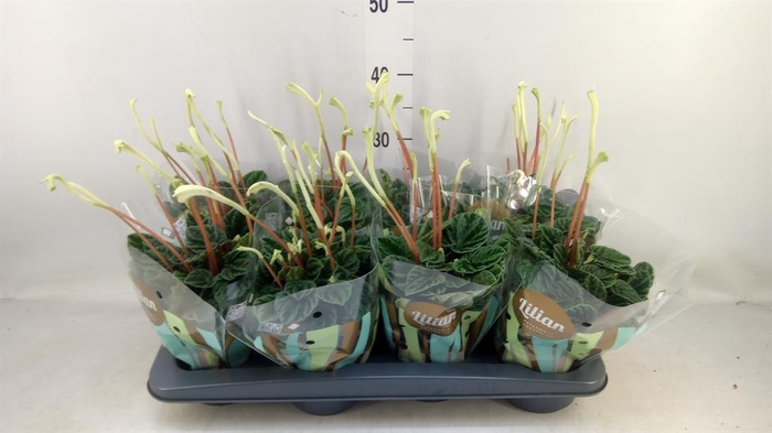 <h4>Peperomia caperata 'Lilian'</h4>