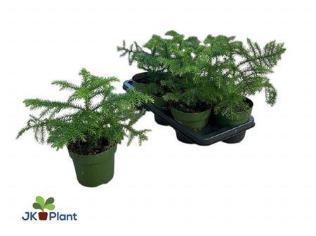 <h4>Araucaria Heterophyl</h4>