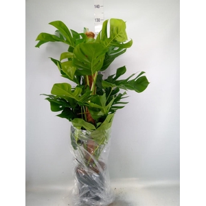 Monstera pertusum