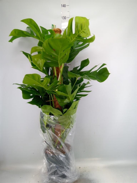 <h4>Monstera pertusum</h4>