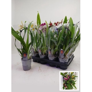 ORCHIDEEEN GEM