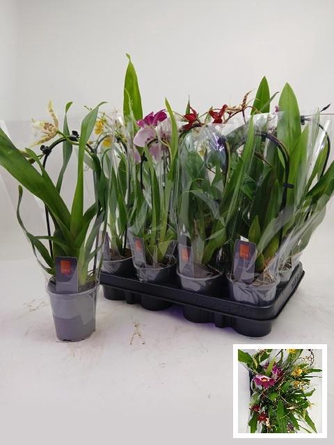 <h4>ORCHIDEEEN GEM</h4>