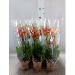 Phalaenopsis multi.   ...orange