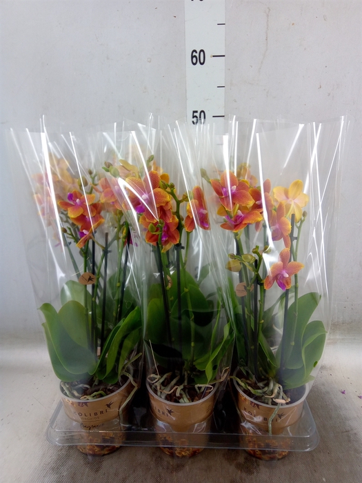 <h4>Phalaenopsis multi.   ...orange</h4>