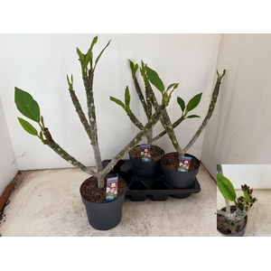 PLUMERIA HAW GEM