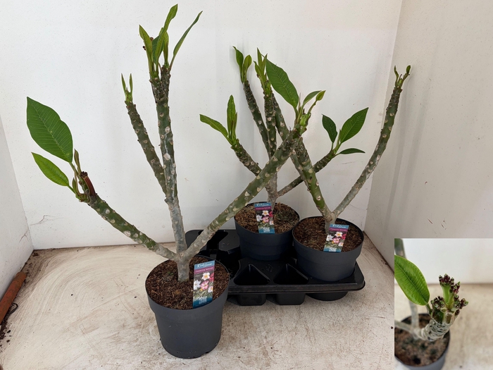 <h4>PLUMERIA HAW GEM</h4>