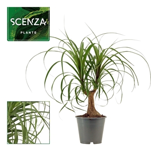 Beaucarnea Recht 12 cm (Scenza)