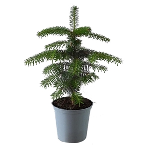 ABIES NORDMANNIANA p15