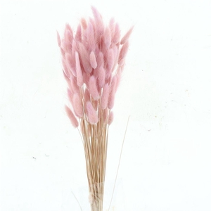 Dried Lagurus Bleached Light Lavender Bs