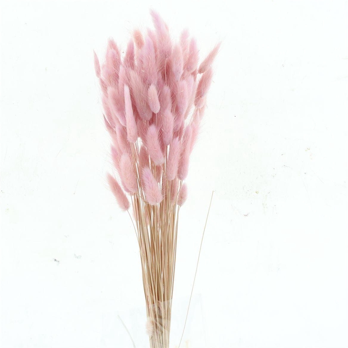 <h4>Dried Lagurus Bleached Light Lavender Bs</h4>