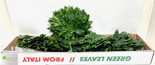 <h4>FATSIA JAPONICA BLAD</h4>