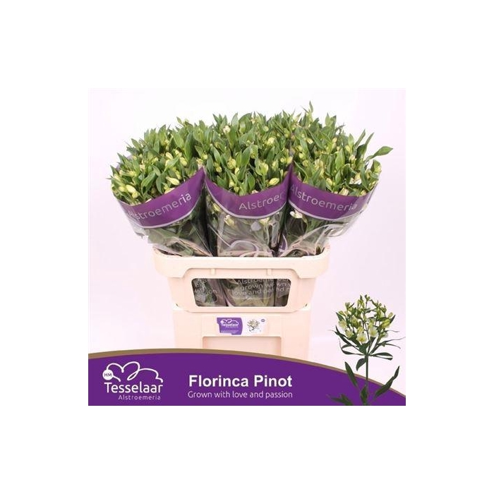 <h4>Alstr Fl Pinot</h4>