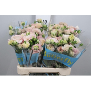 Ran Butterfl Ariadne