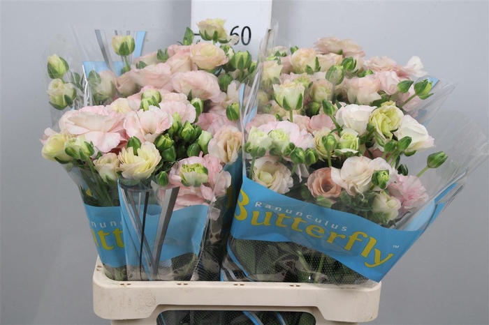 <h4>Ran Butterfl Ariadne</h4>