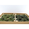 Wr Sierfruit Juniperus 20cm