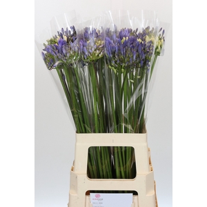 Agapanthus Mix