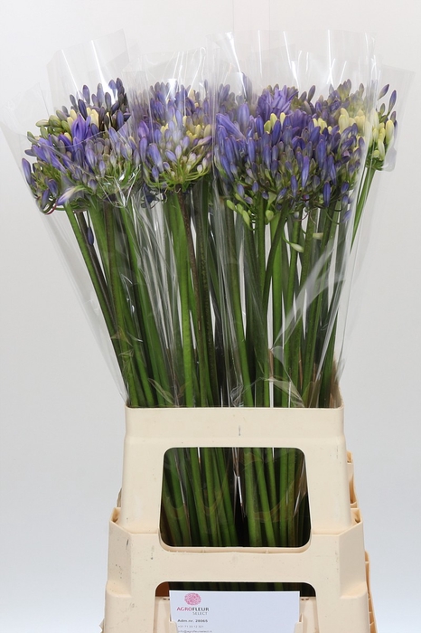 <h4>Agapanthus Mix</h4>