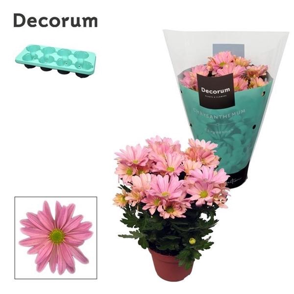<h4>Chrysanthemum (Indicum Grp) Breeze Princess</h4>