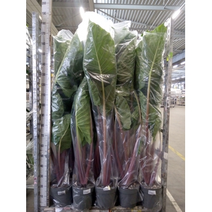 Alocasia   ...