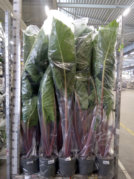 <h4>Alocasia   ...</h4>